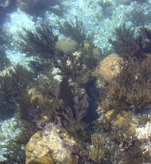 Scuba Diving Packages Bermuda