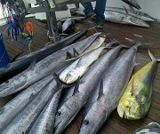 Bermuda Fishing Charter