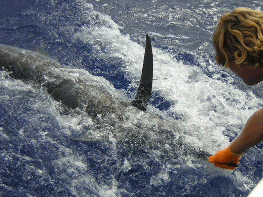 Releasing a blue marlin