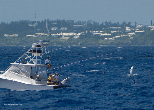 Marlin jumping behind the boat