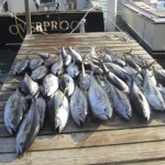 The catch of the day - lots of tuna